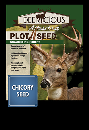 Chicory Plot Seed