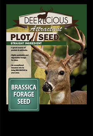 Brassica Forage Seed